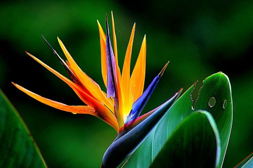 flower wildflower bird of paradise