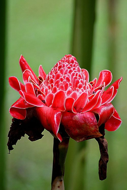 flower etlingera elatior floral