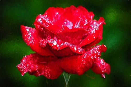 red rose flower art