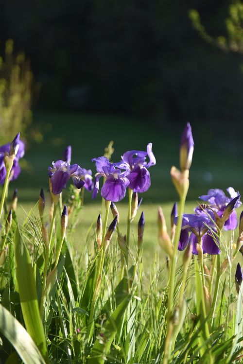 flower violet colour spring