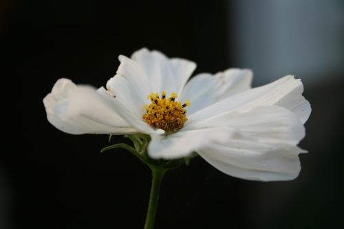 flower magaritte white flower