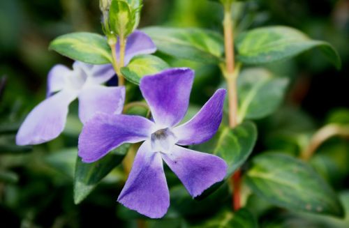 flower bloom petals