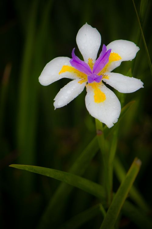 flower flowers purple