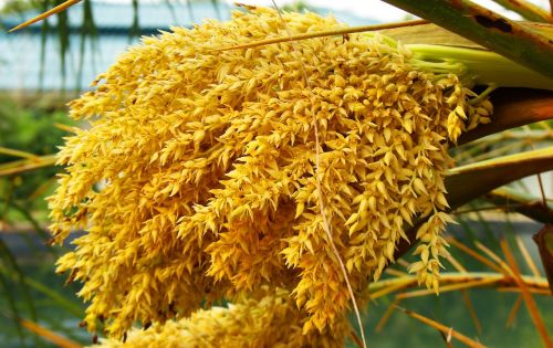 blossom bloom palm flower