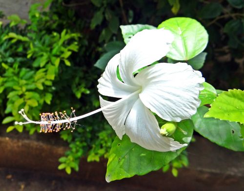 flower hibiscus dharwad