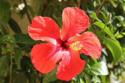 flower hibiscus red