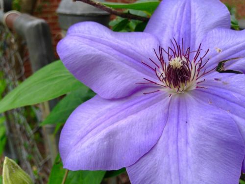 flower nature petals