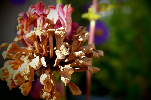 flower old withered