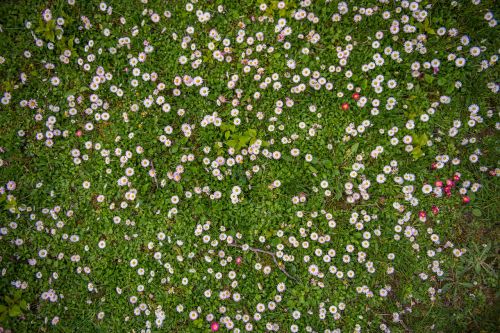 flower field grass