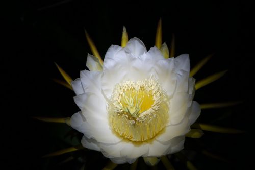 flower pitaya flower white