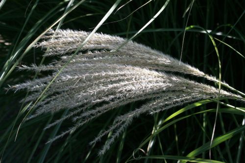 flower wheat outside