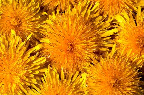 flower dandelion blossom