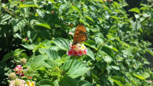 flower butterfly insects