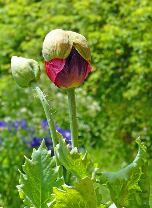 flower poppy button