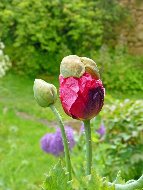 flower pink poppy pink