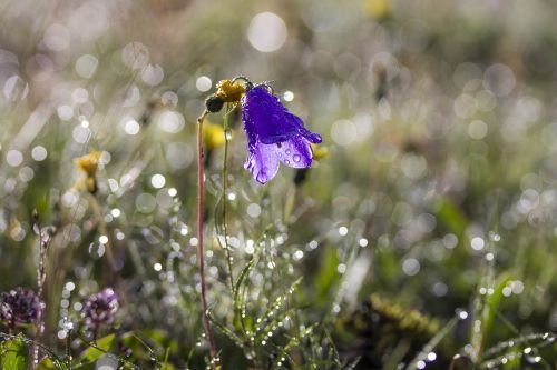 flower bellflower meadow