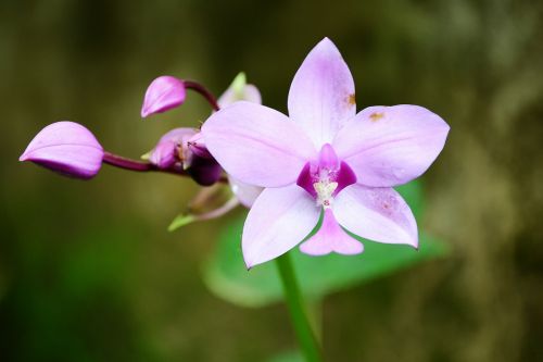 flower purple flower garden