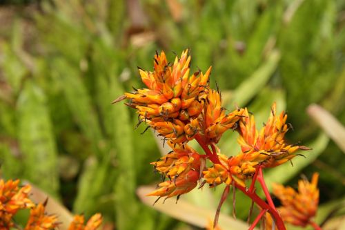 flower inflorescence nature