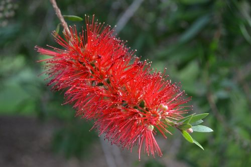 flower bottle brush wildflower