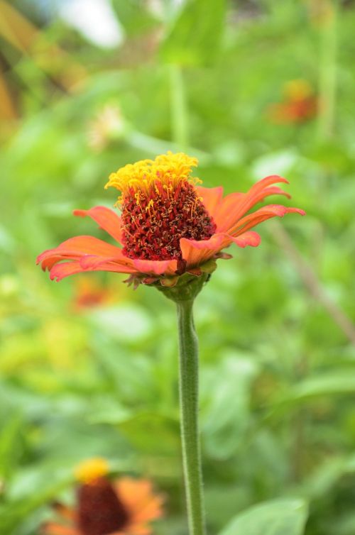 flower camp nature