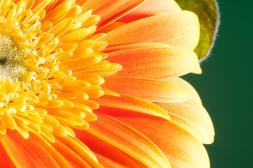 flower macro close up