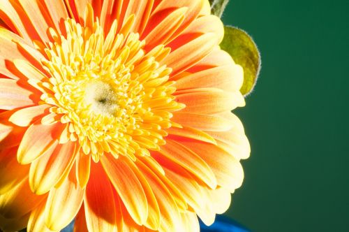 flower macro close up