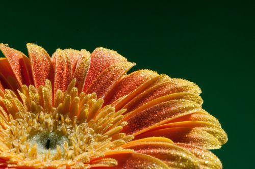 flower macro close up