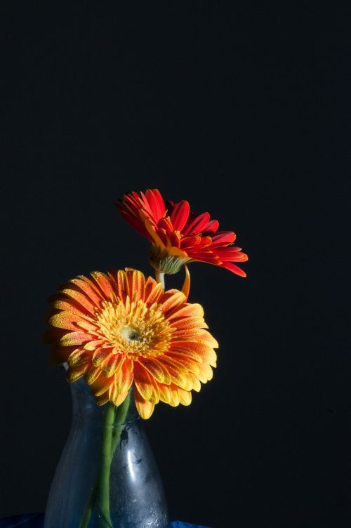 flower macro close up