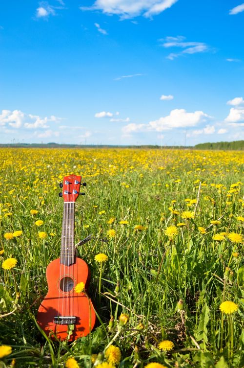 flower guitar sky