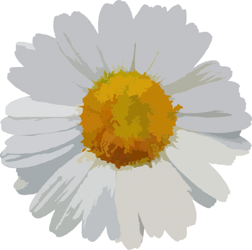 flower floral daisy