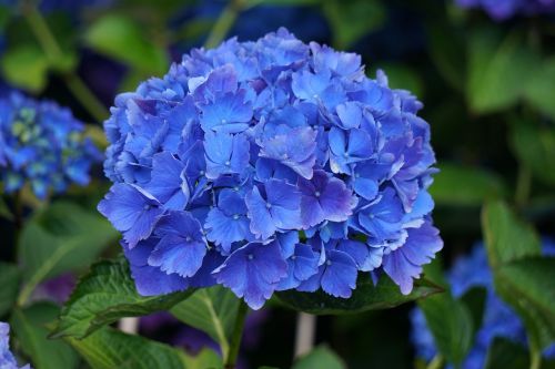 flower hydrangea blue