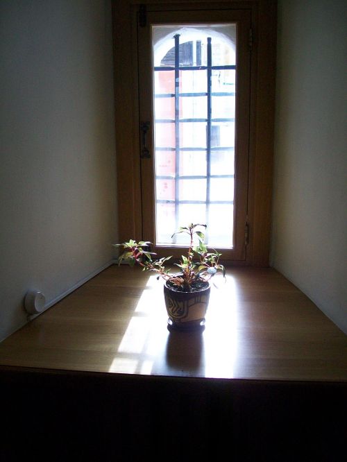 flower sun window