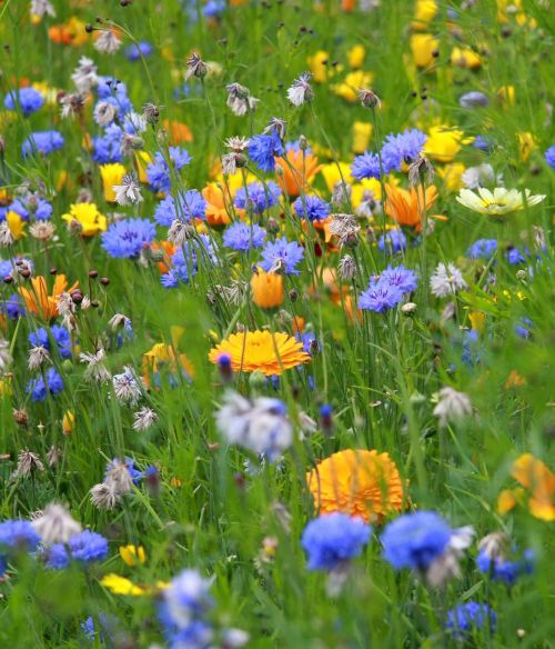 flower meadow yellow