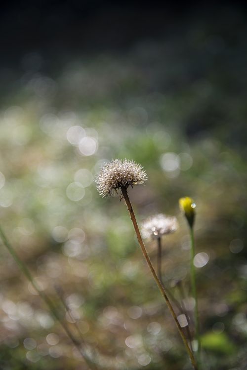 flower nature green