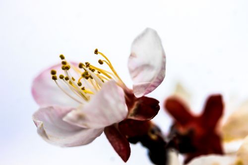 flower blood plum blossom plant