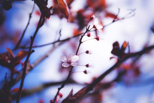 flower nature tree