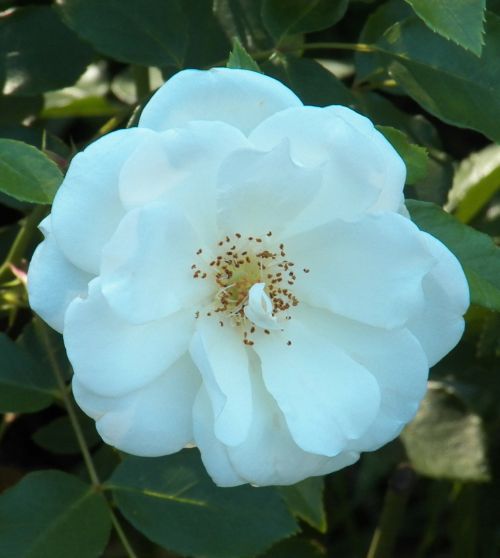 flower rose floral