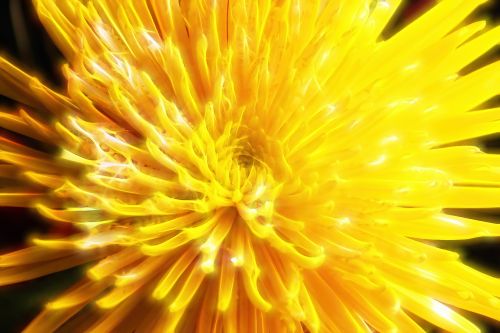 flower chrysanthemum floral