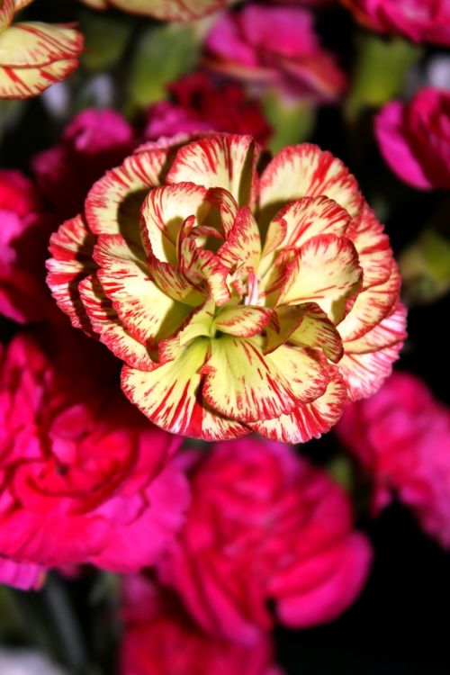 flower carnation baby carnation