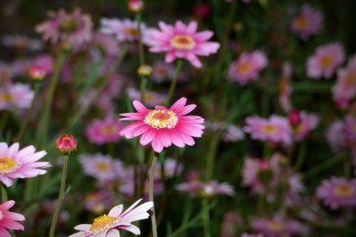 flower petals plant