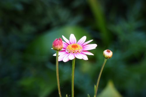 flower petals plant