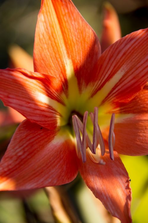 flower bloom hippeastrum