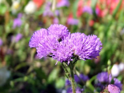 flower purple flowers