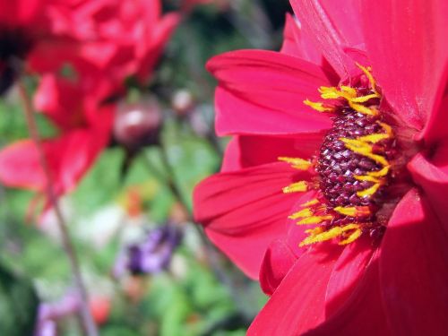 flower red blossom