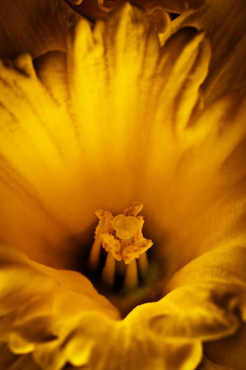 flower daffodil yellow