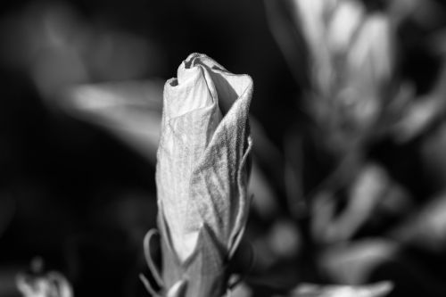 flower thoughtful lonely