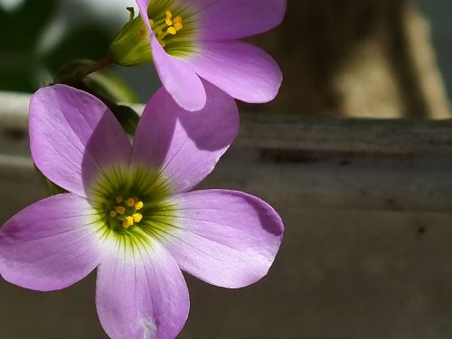 flower purple purple flower