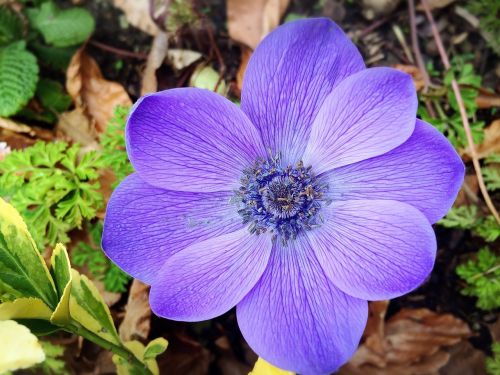 flower nature purple