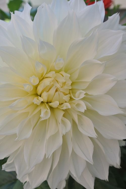 flower white dahlia