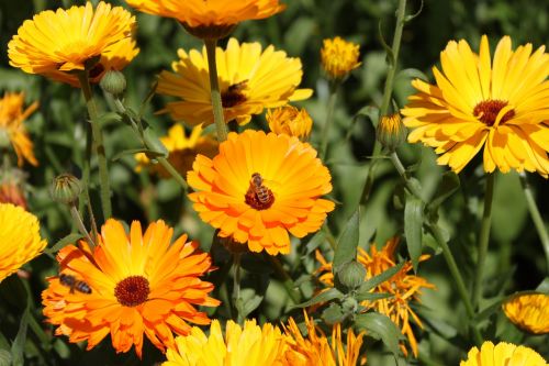 flower bee flowers